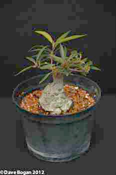 Fat lower trunk in cloned stock